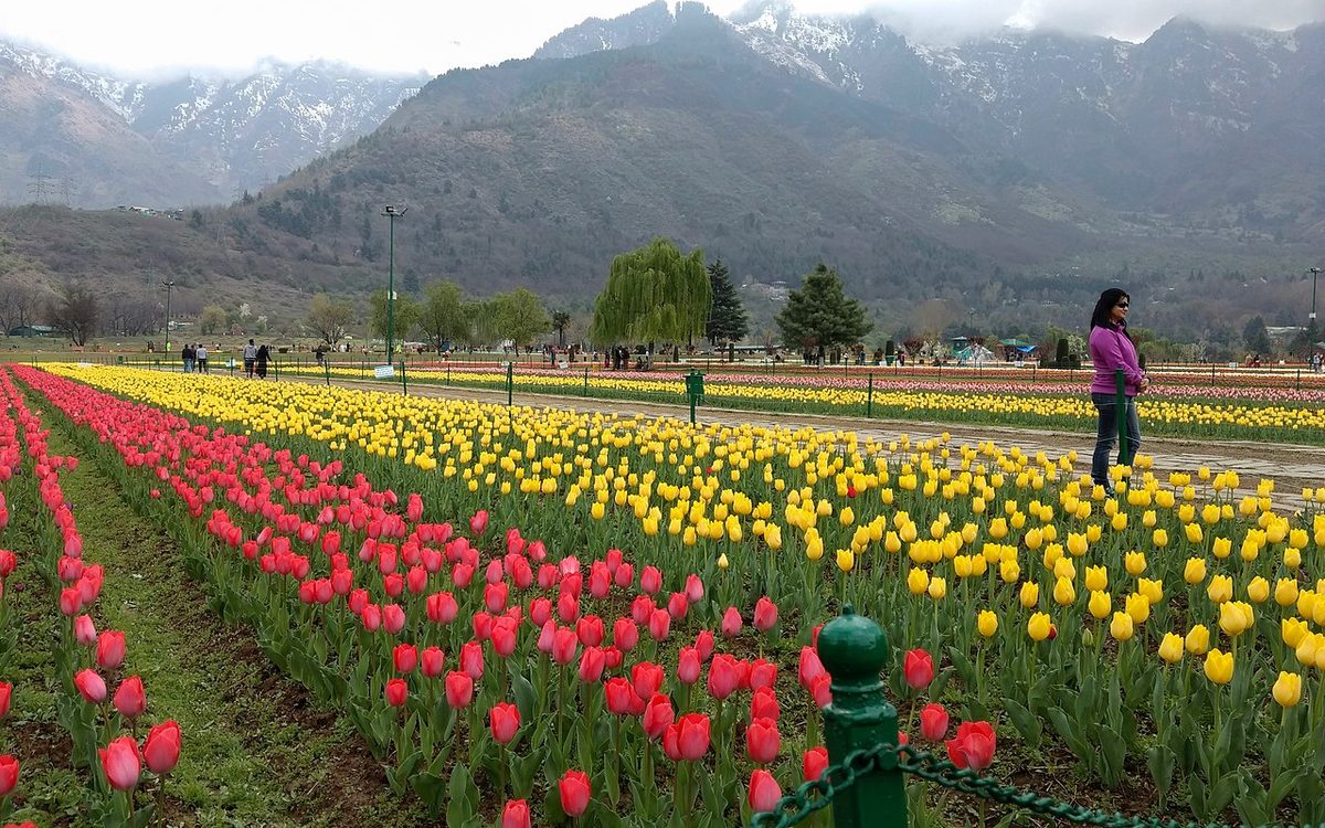 Kashmir in Spring: Tulips & the Mughal Gardens